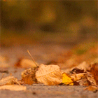 1.gif