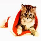 0_e956f_58e9789c_orig.jpg