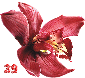 0_fb395_ca291fdd_M.png