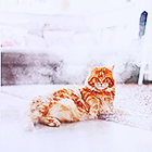 4871cd33579a0a8e59d2d81289ee6bb5.png