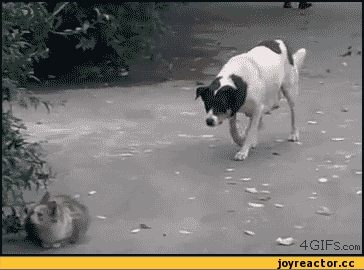49ff312e304a26e467a878766a94f3c9.gif
