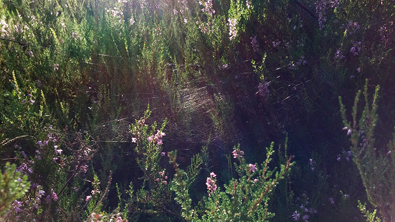 0_146deb_edb1c260_orig
